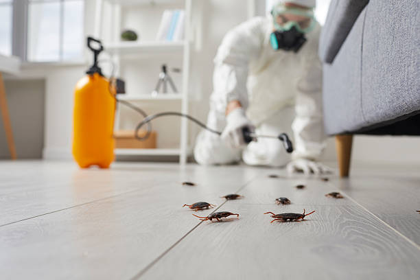 Trusted Termite Control service in Chester, WV - Nex Pest Control